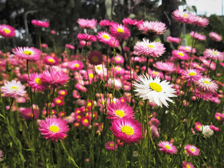 the colorful flowers are blooming all around