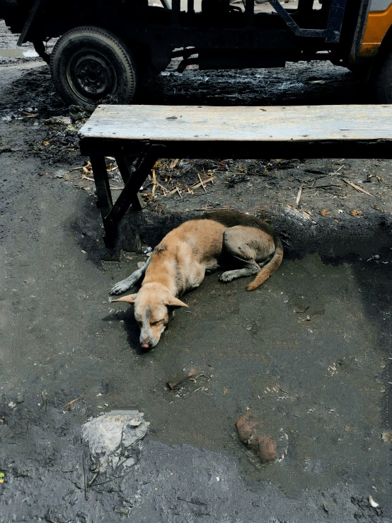 an abandoned dog is lying on the ground near a bench
