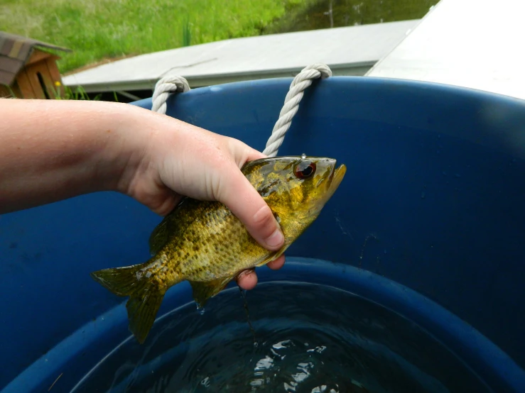 someone's hand holding the tip of a small fish