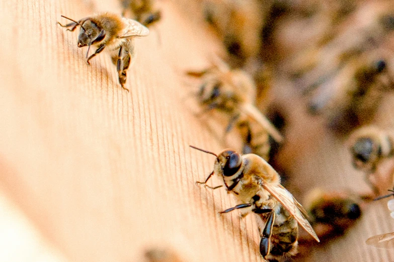 a lot of bees are crawling along the side of a wooden piece