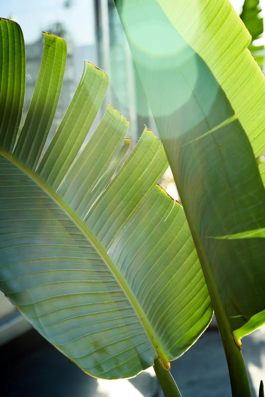 there is a large banana tree behind it