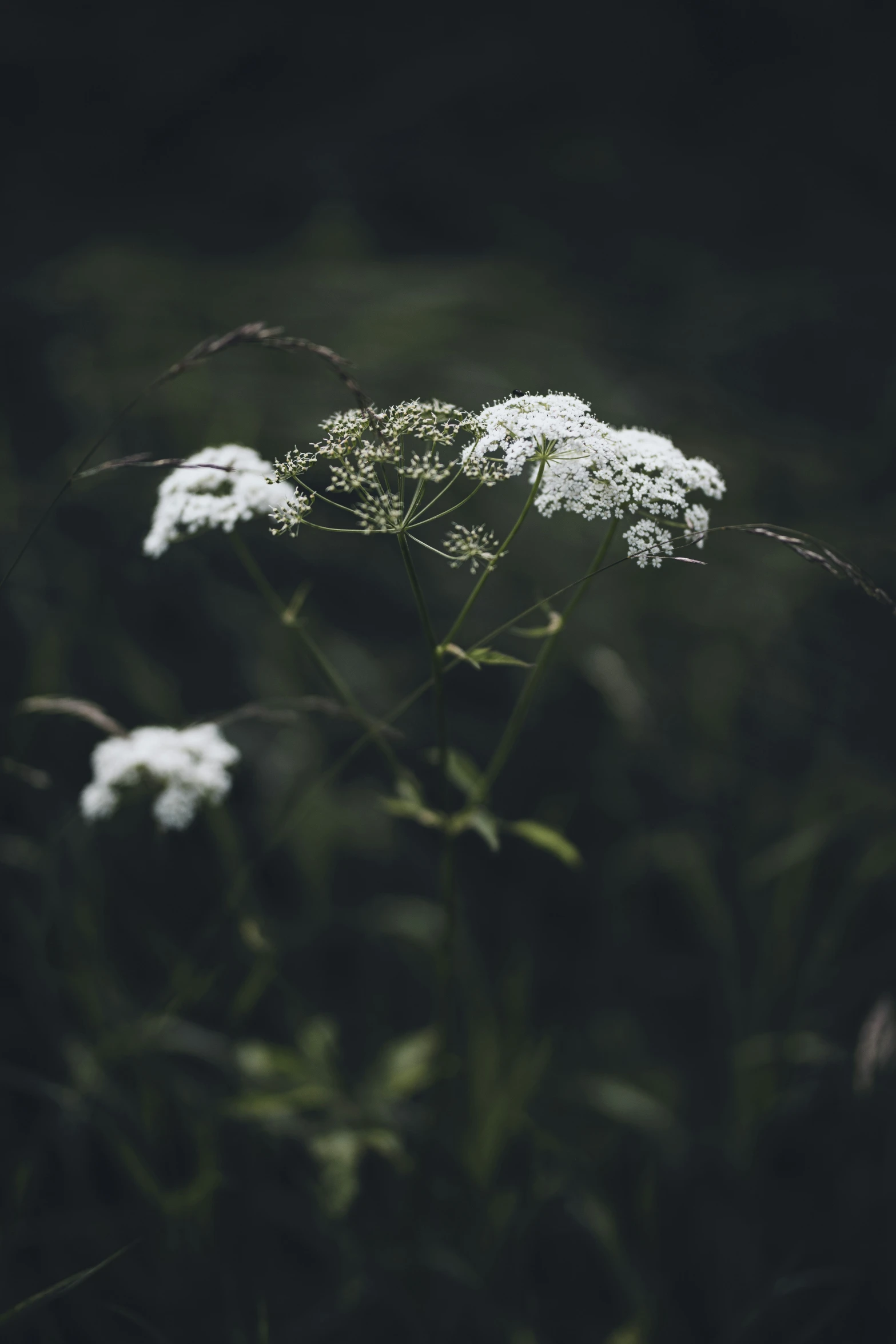 some flowers that are sitting in the grass