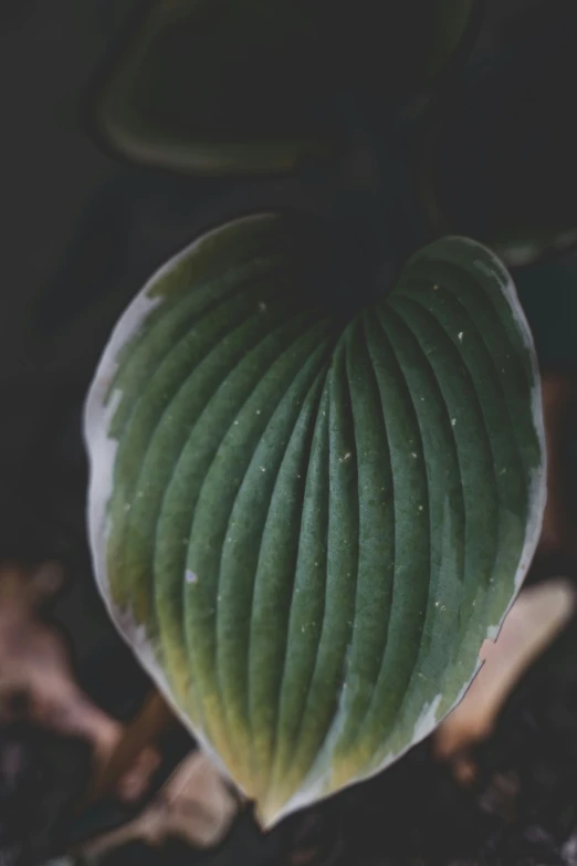 a large leaf attached to a plant that is green