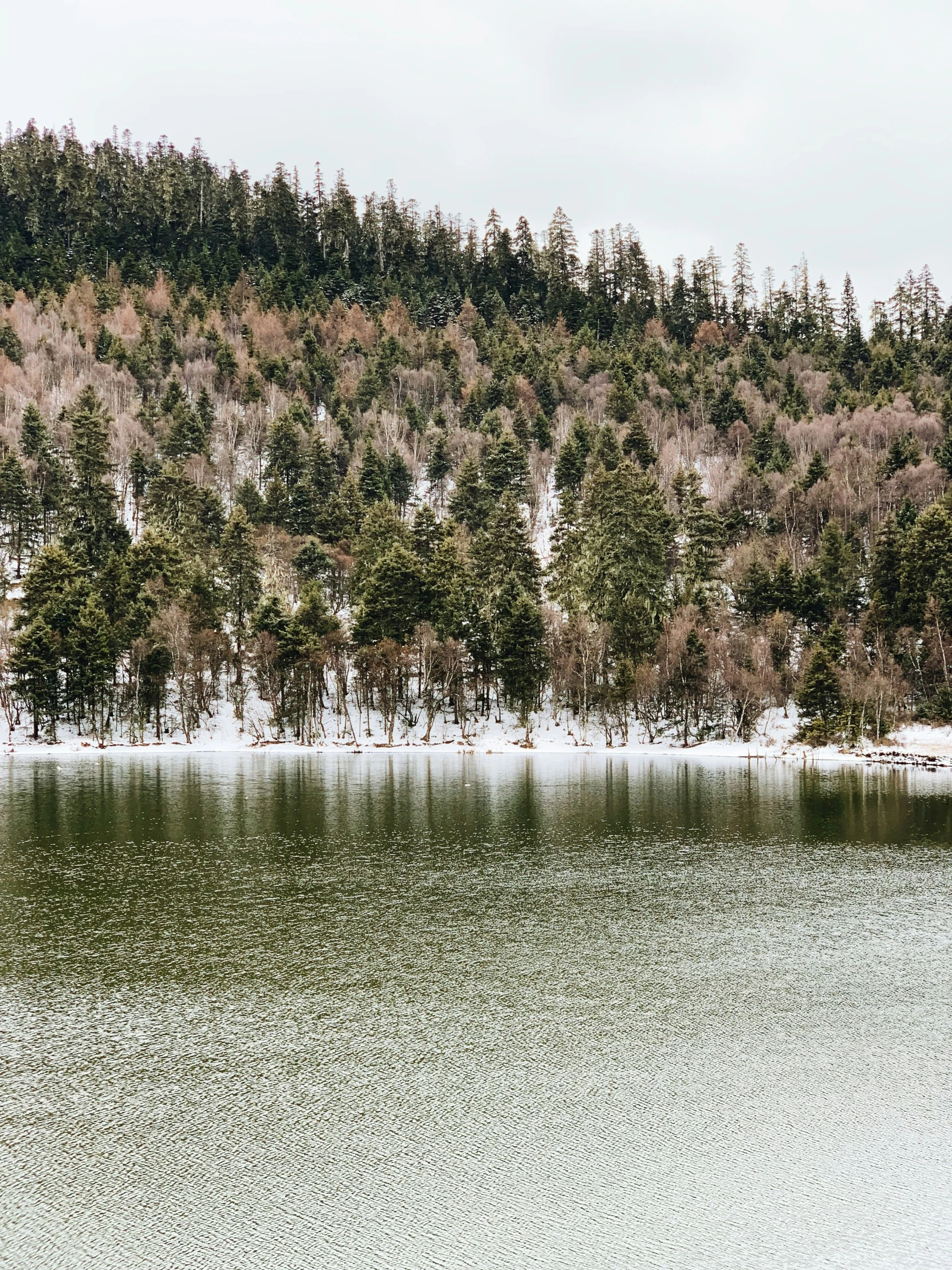 the water is almost empty near some trees