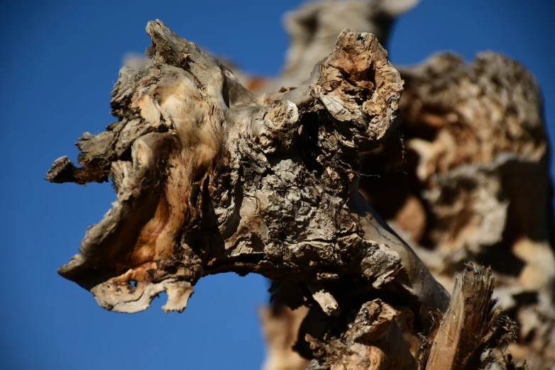 a close up view of a wood log on a nch