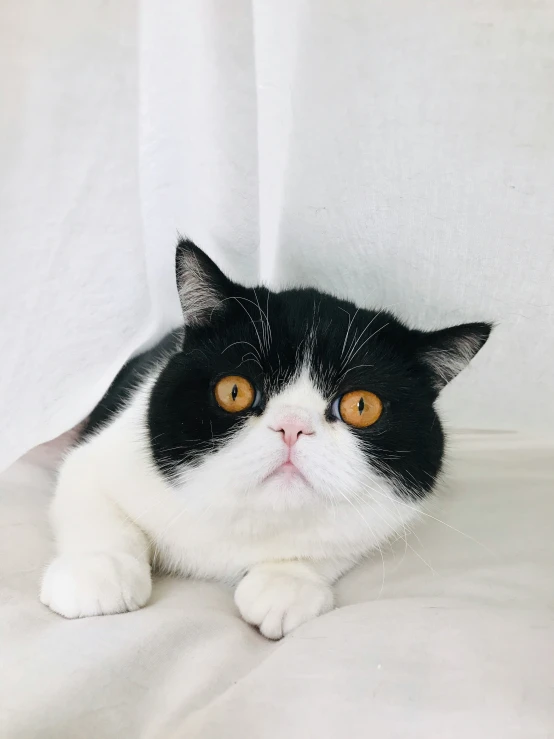 a black and white cat laying on the ground near curtains