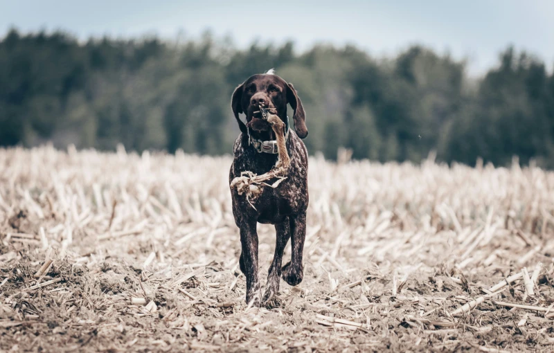 a dog is walking through the field with trees in the background