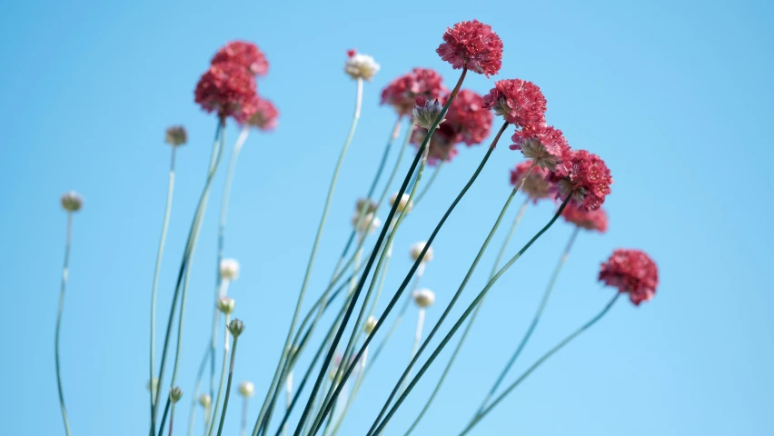 red flowers growing up against a bright blue sky