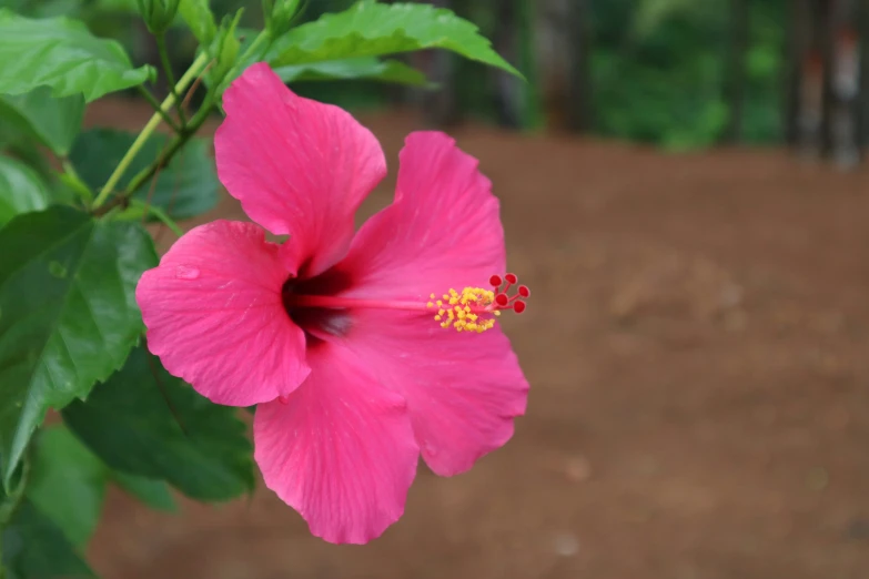 a pink flower in front of the trees