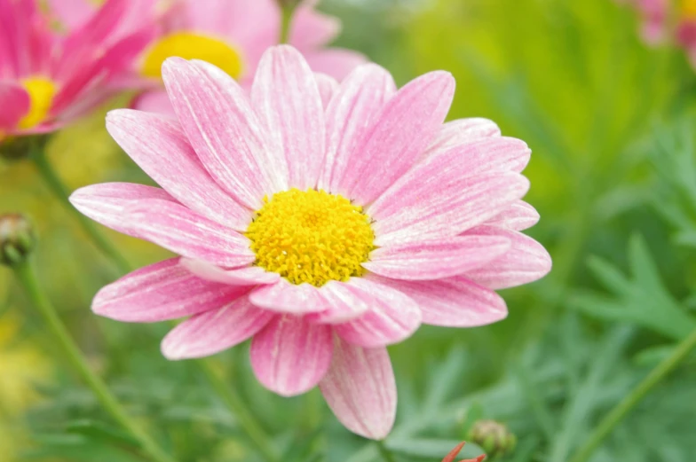 some flowers that are blooming in the grass