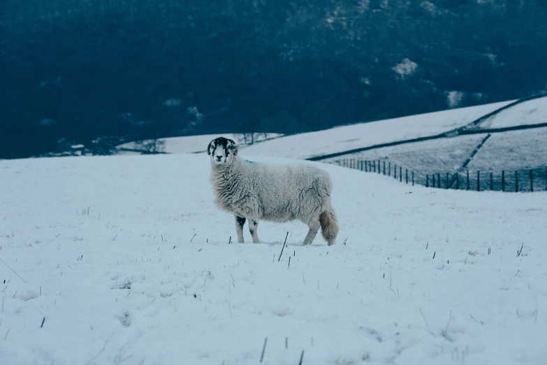 a large sheep is standing in a snowy pasture