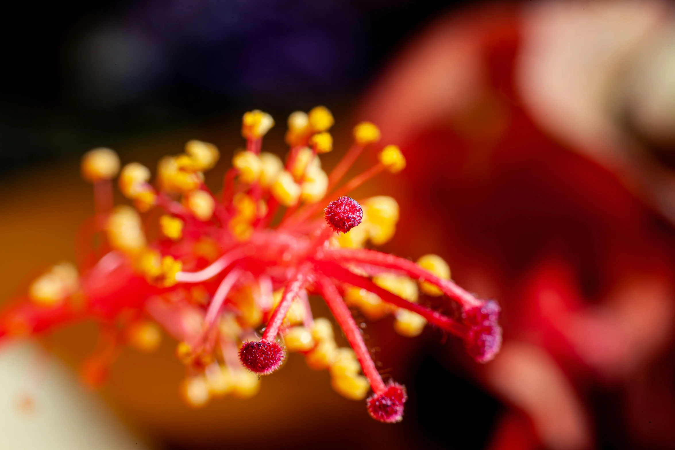 red flowers with yellow stamens around it