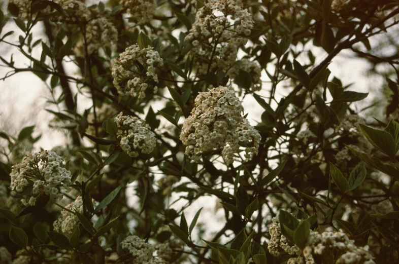 the view through the nches of a tree with white flowers