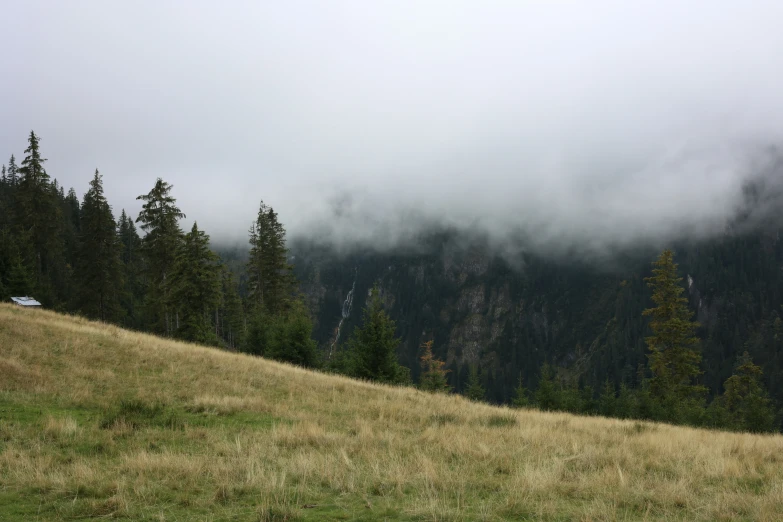 a hill and grassy field with trees covered in mist