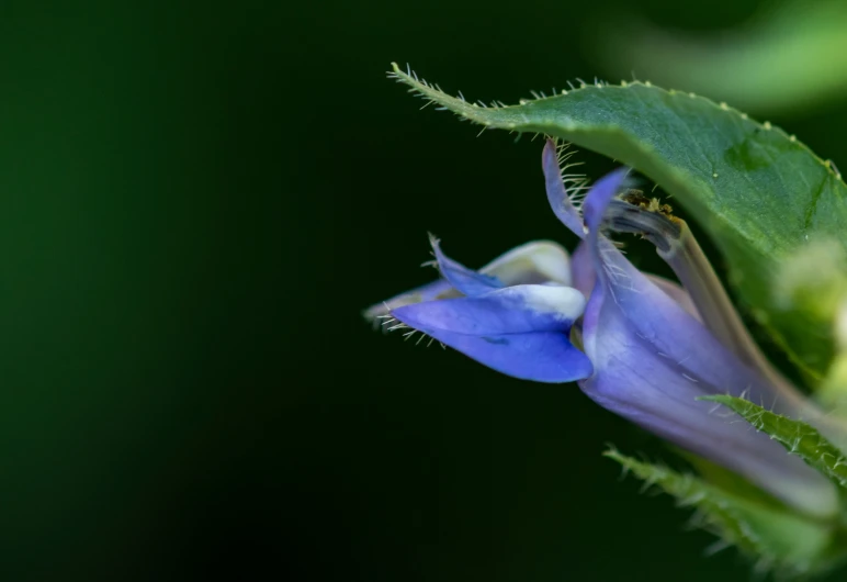 a blue flower has green leaves around it