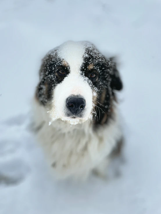 a dog is in the snow looking at the camera