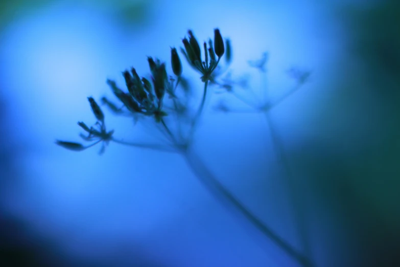 blurry image of small leaves on a blue background