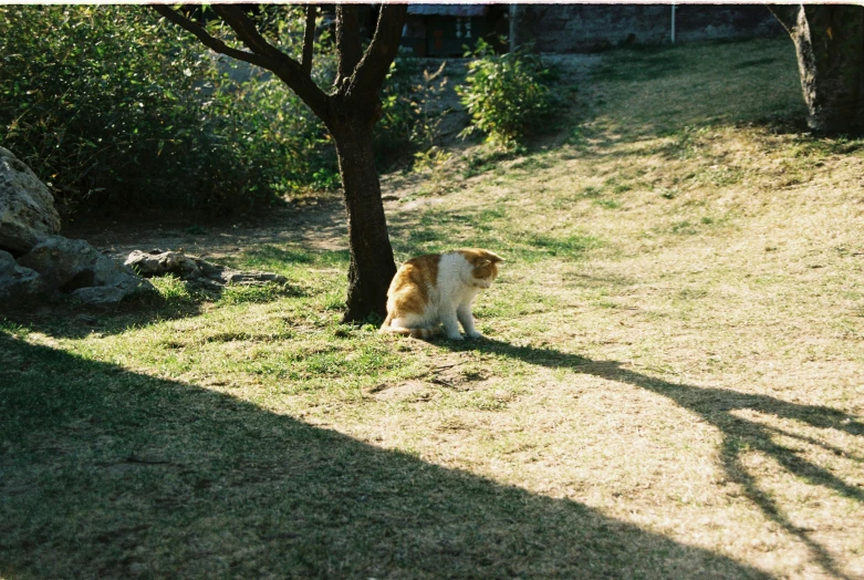 a brown and white dog sitting under a tree