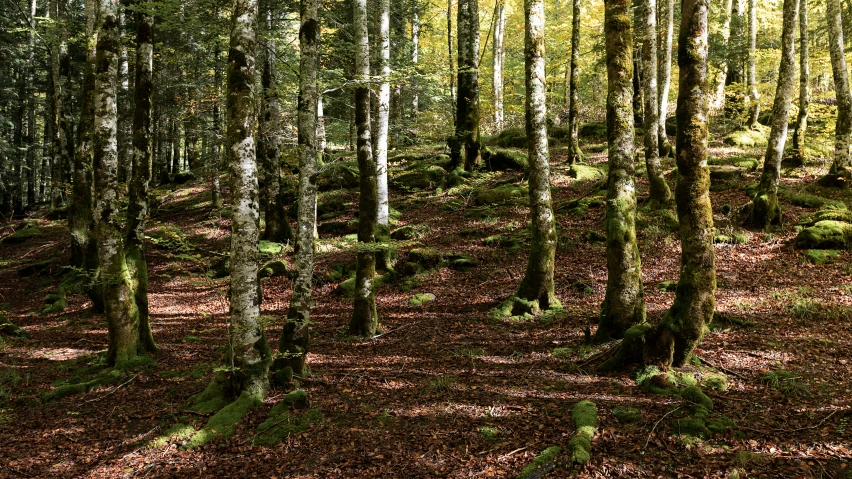 the woods are mostly barren but no one is on the ground