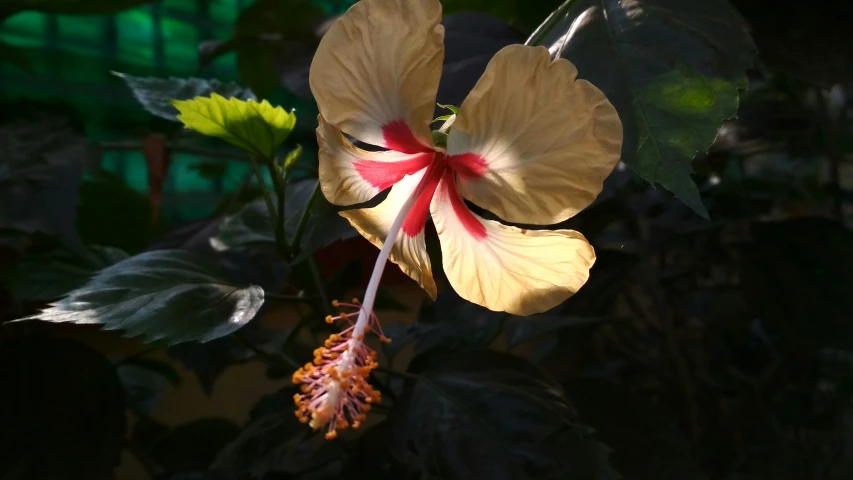 a tropical flower is in bloom in the sun