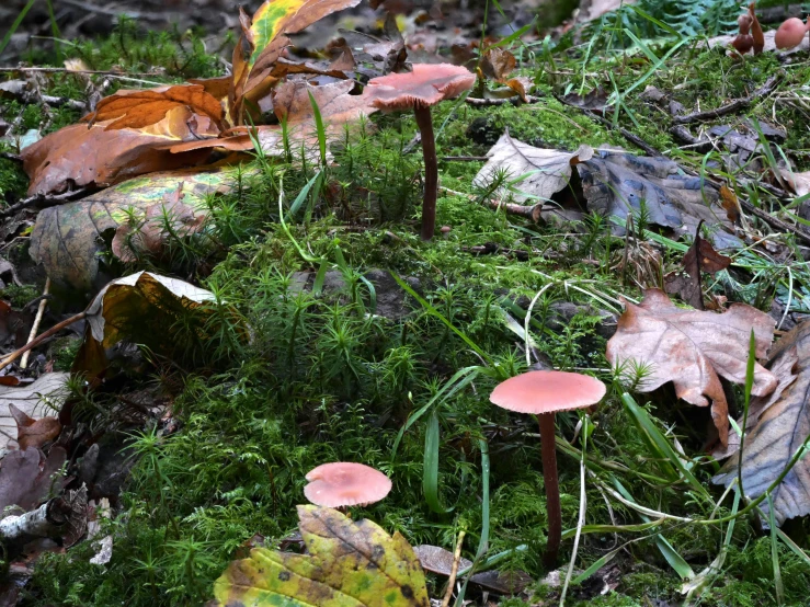 several mushrooms growing in the ground on a tree