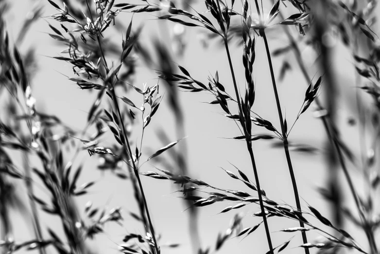 a black and white image of grass