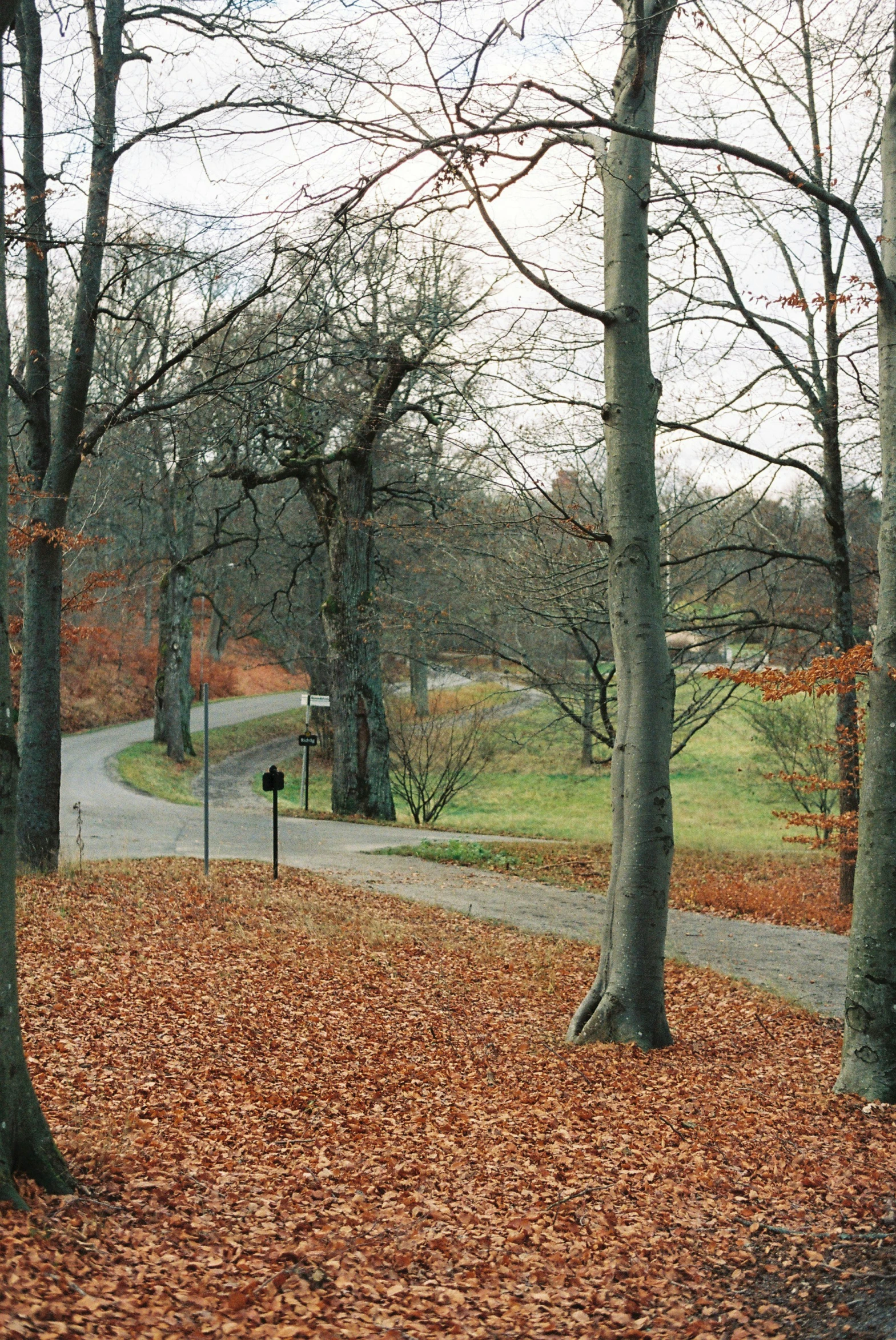 a path surrounded by autumn leaves with lots of trees