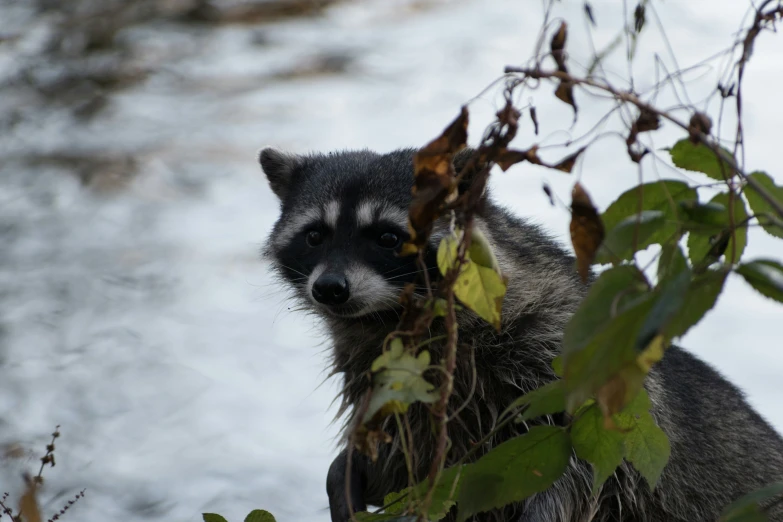 a small animal that is peeking out of some plants