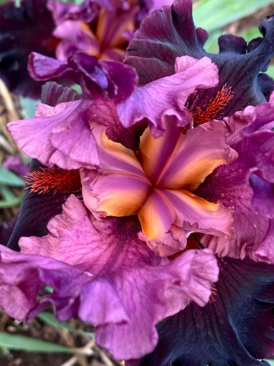 purple and yellow flowers are growing outside