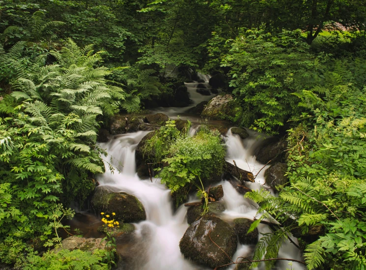 a flowing river through a lush green forest