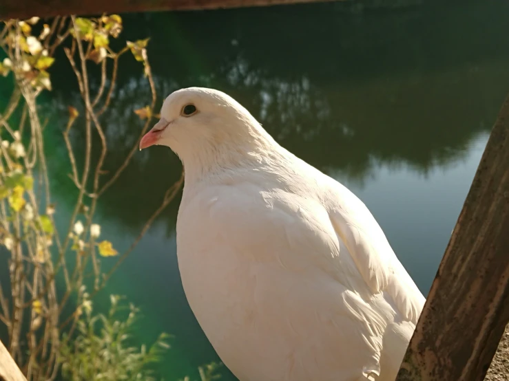 a white bird stands on a post near a river