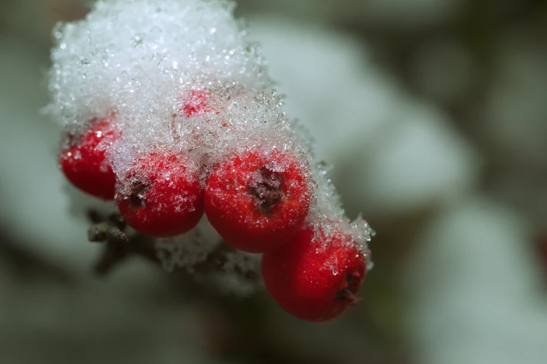 two small red berries on a small nch