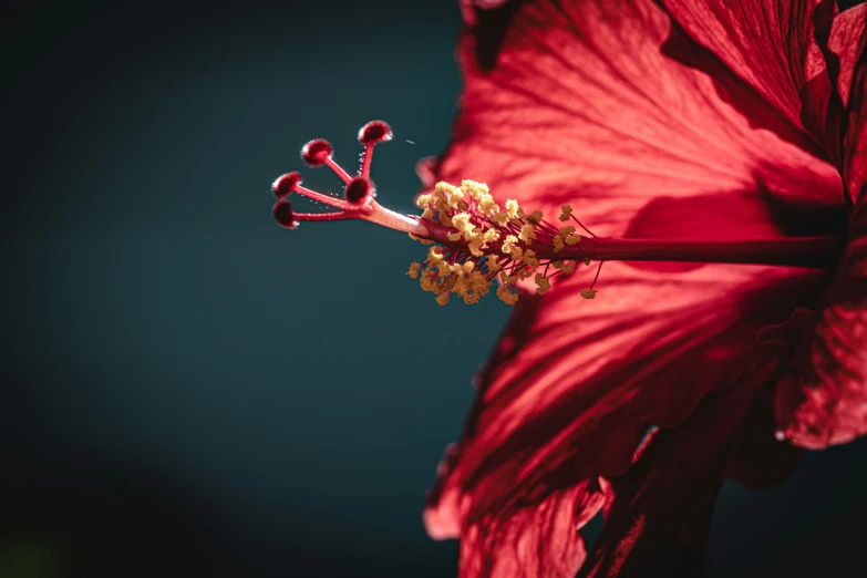 a close up of a flower on a green background