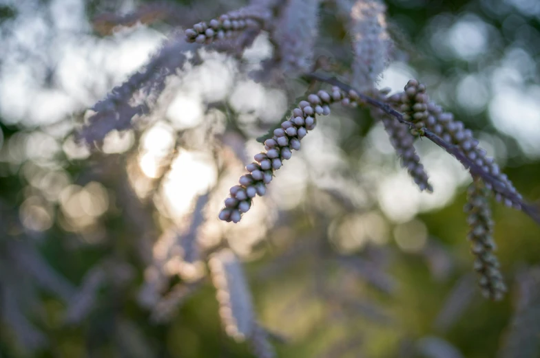 closeup of a seed plant, with green blurred background