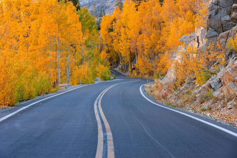 a road is winding through a forest with yellow leaves