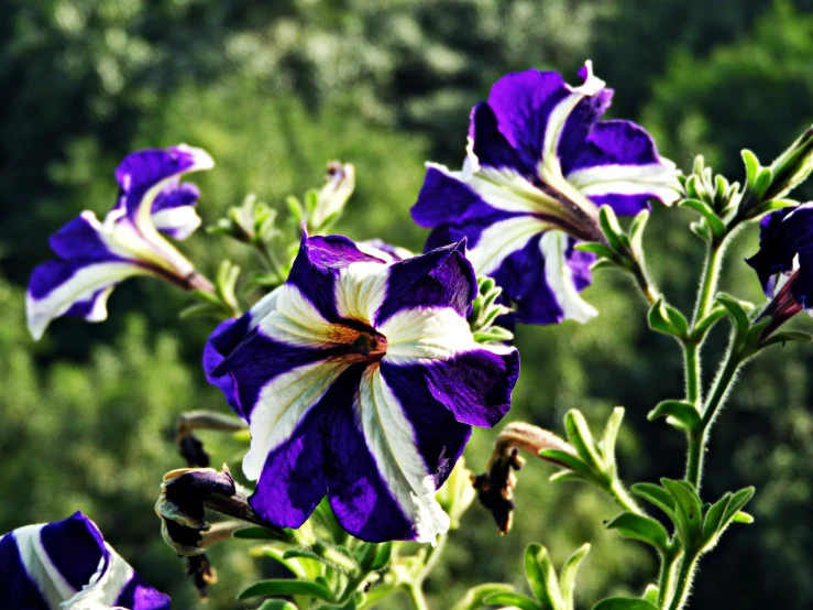 purple flowers with white tips and green stems