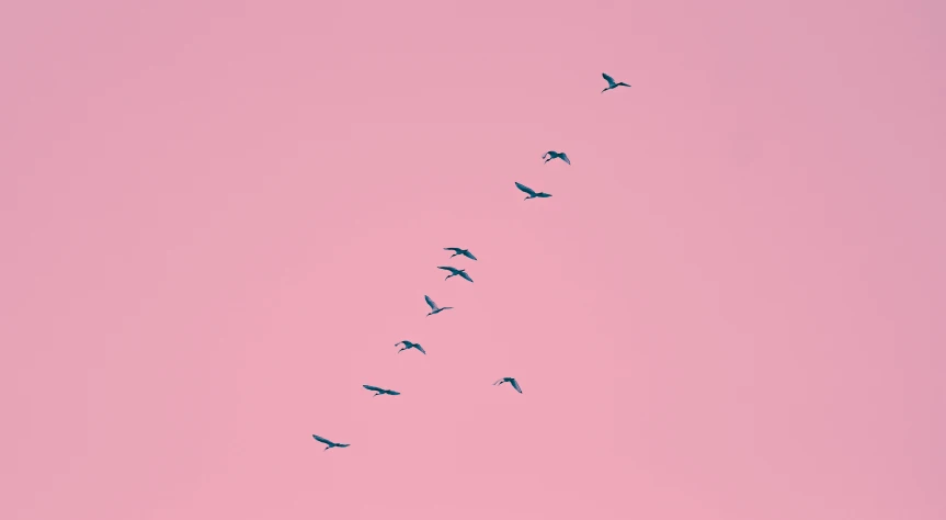 there are many birds in the sky against the pink sky