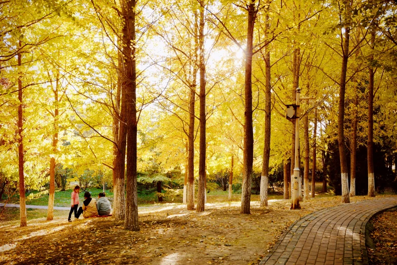 three people in a park with trees turning a yellow color