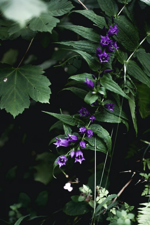 purple flowers are growing on a stalk near leaves