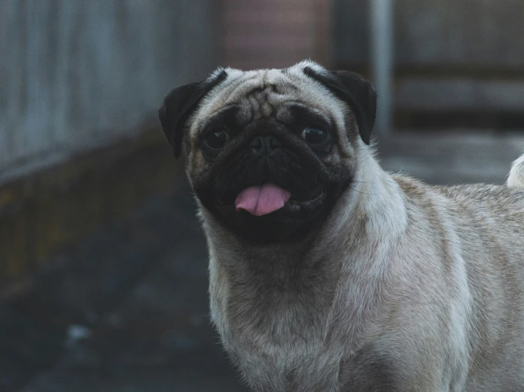 a small dog standing on a street near some bushes