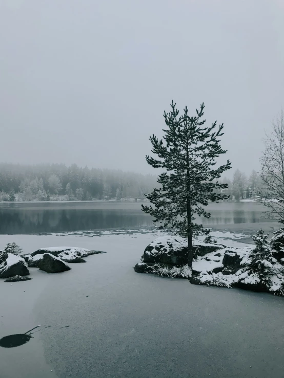 the lone tree stands alone by a large lake