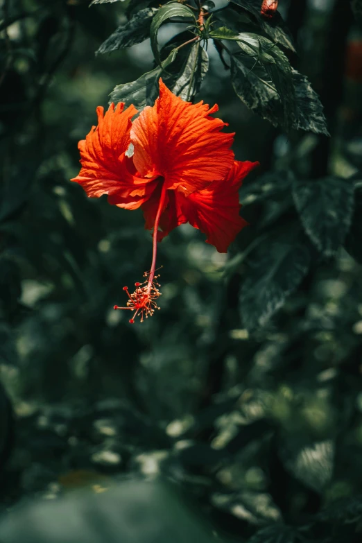 a red flower with green leaves and green stems