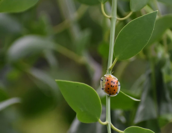 the lady bug is sitting on the plant