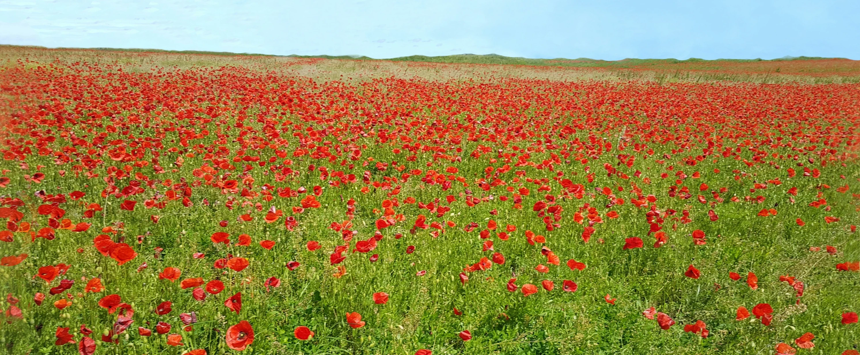 some red flowers in a green field and blue sky