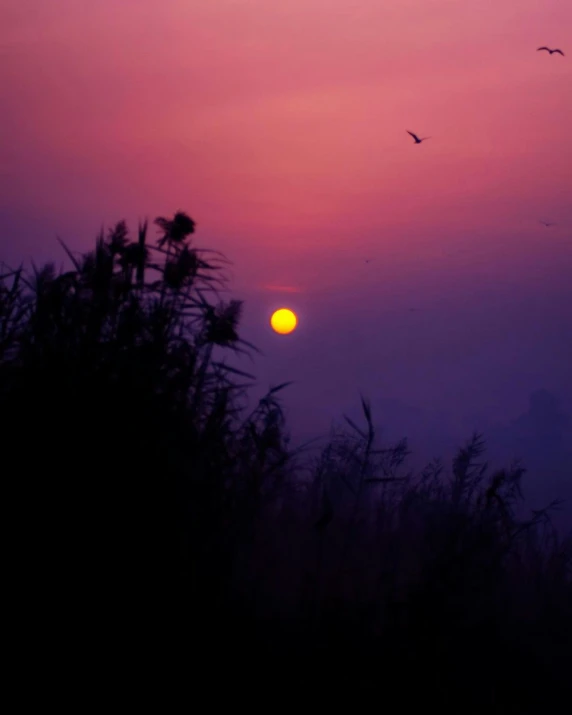 birds flying in the sky as the sun sets