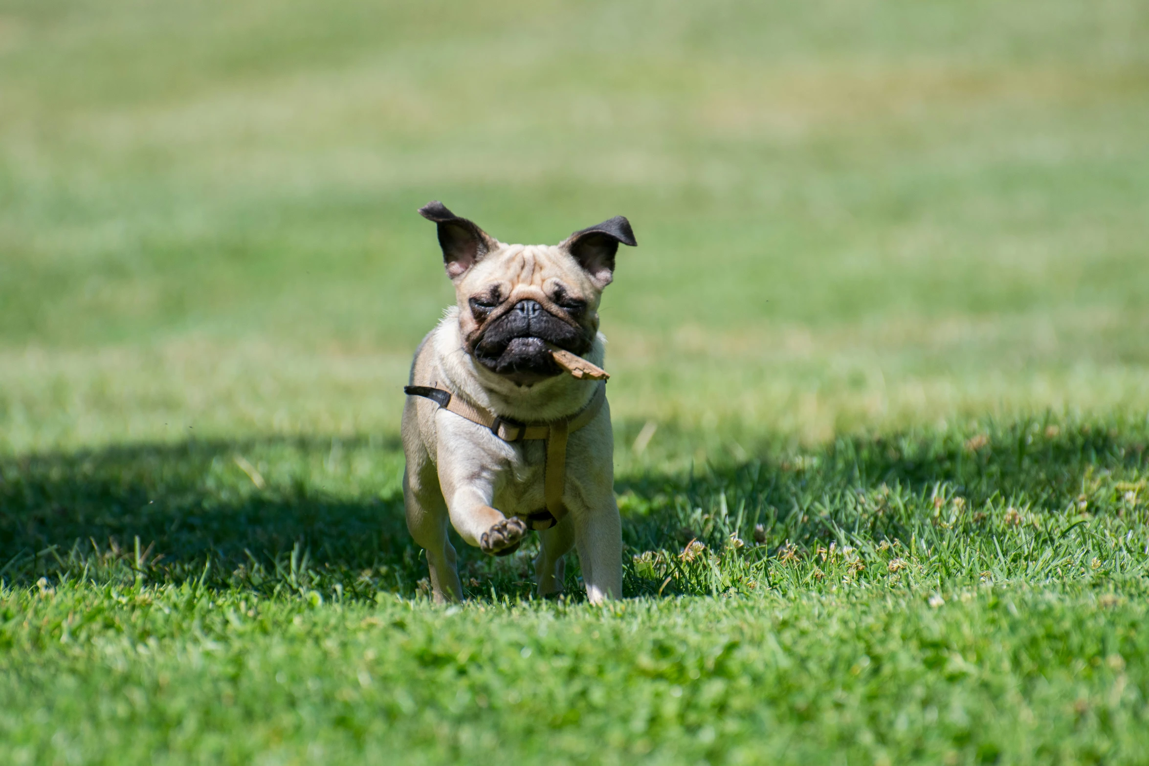 a small dog running on top of a lush green field