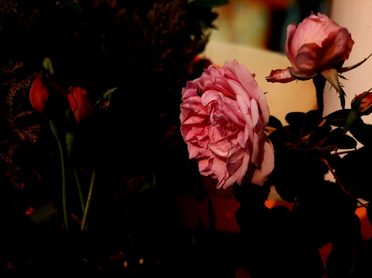 a pink flower blooming in a black vase