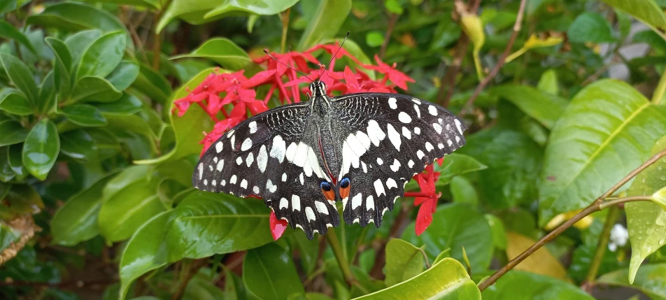 a black and white erfly sitting on a pink flower