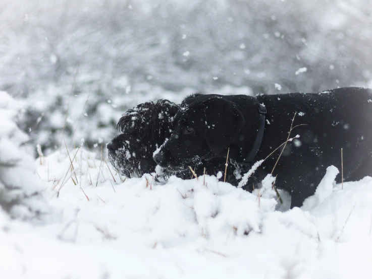 a black dog lays down in the snow