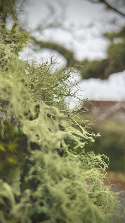 bird sitting on top of nch covered in green moss